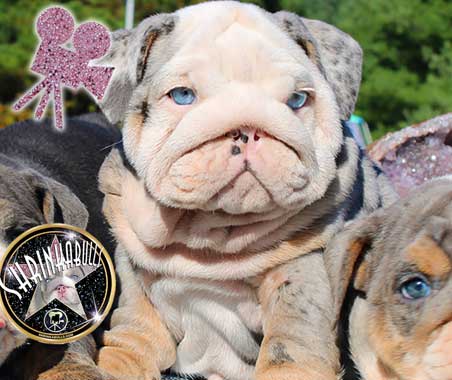 Shrinkabulls Ixas Blue Brindle Brindle Merle Miniature English Bulldog Puppy FOR SALE