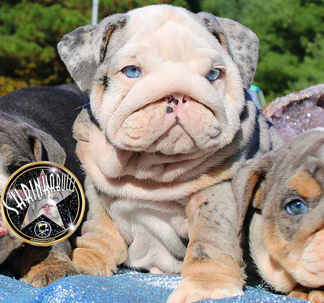 Shrinkabull's Zeus Blue Merle Tri with Neon Blue Eyes Male Miniature English Bulldog Puppy FOR SALE