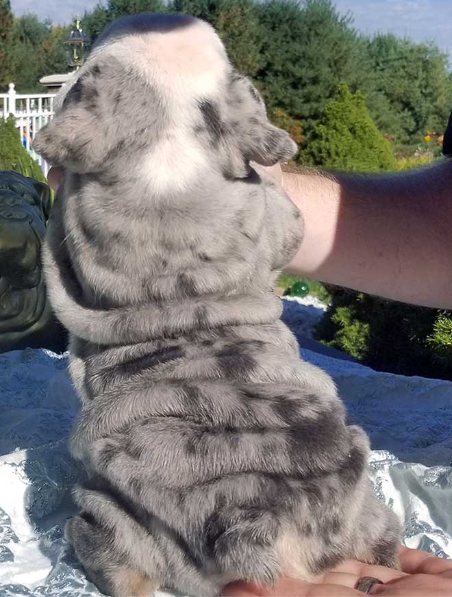 Shrinkabull's Zeus Blue Merle Tri with Neon Blue Eyes Male Miniature English Bulldog Puppy FOR SALE