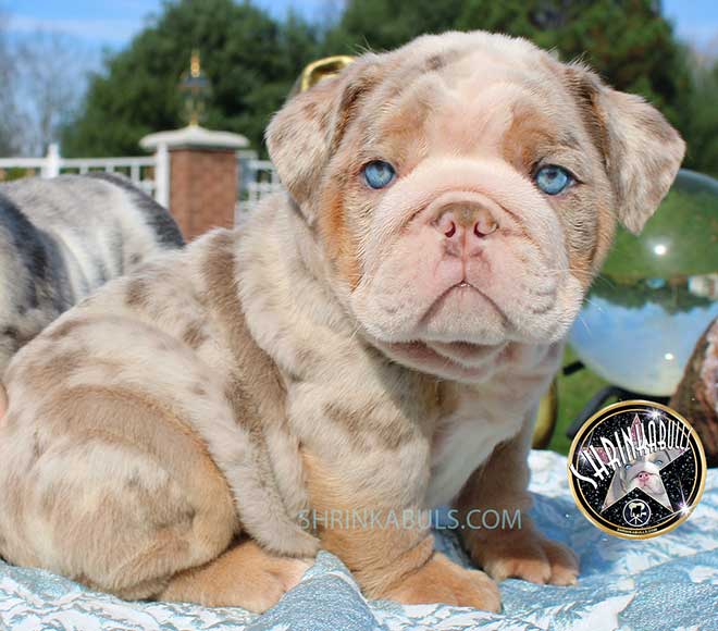 Shrinkabulls Chakra Rare Lilac Merle Tri Blue Aqua Eyes Male Miniature English Bulldog Puppy FOR SALE