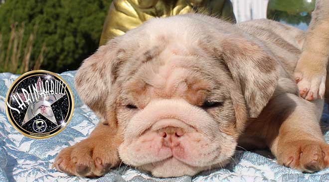 Shrinkabulls Chakra Rare Lilac Merle Tri Blue Aqua Eyes Male Miniature English Bulldog Puppy FOR SALE