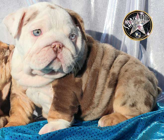 Avalon Extremely Rare Chocolate Merle Tri With Bright Blue Eyes Female FOR SALE