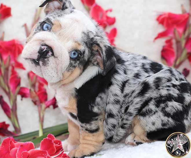 Cobalt Extremely Exotic Silver Merle Tri Male with Bright Blue Eyes FOR SALE