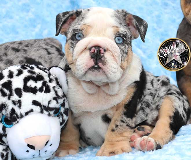 Cobalt Extremely Exotic Silver Merle Tri Male with Bright Blue Eyes FOR SALE