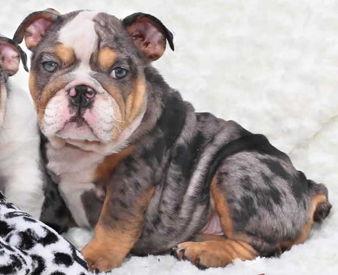 Grizzly Rare Exotic Silver Merle Tri Male FOR SALE