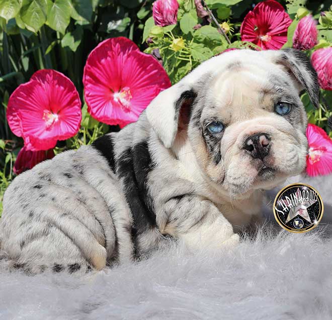 Mickey Blue Eyes Exotic Silver Merle Tri with Bright BBlue Eyes FOR SALE