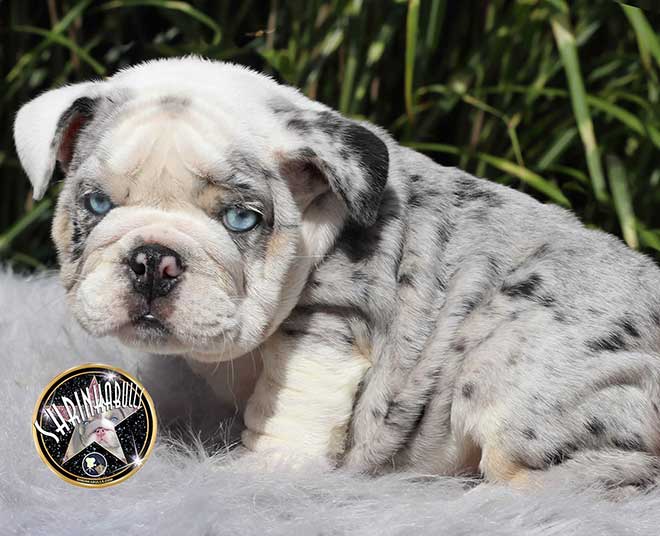 Mickey Blue Eyes Exotic Silver Merle Tri with Bright Blue Eyes FOR SALE