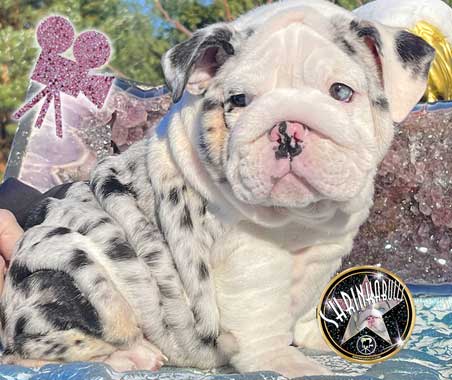 Shrinkabulls Nabisco Super Rare Leopard Tri with Blue and Green Eyes Amazing Female English Bulldog Puppy For Sale