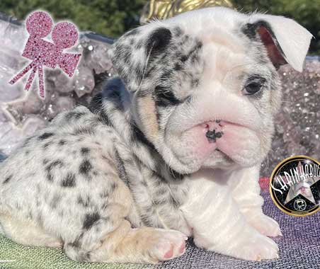 Shrinkabulls Snickerdoodle Super Rare Leopard Tri with Blue and Green Eyes Amazing Female English Bulldog Puppy For Sale