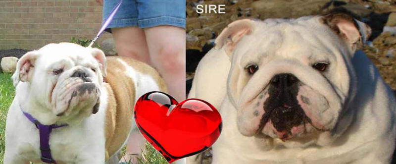 English Bulldog puppies from the best bloodlines in the world - parents sire