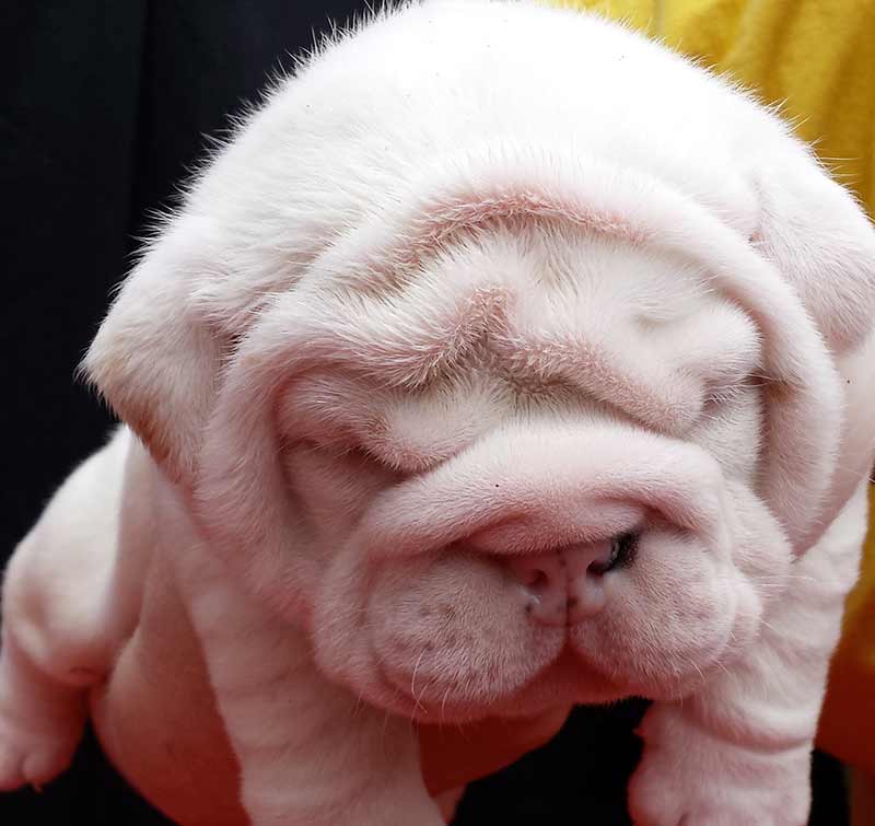 English Bulldog puppies from the best bloodlines in the world - bear