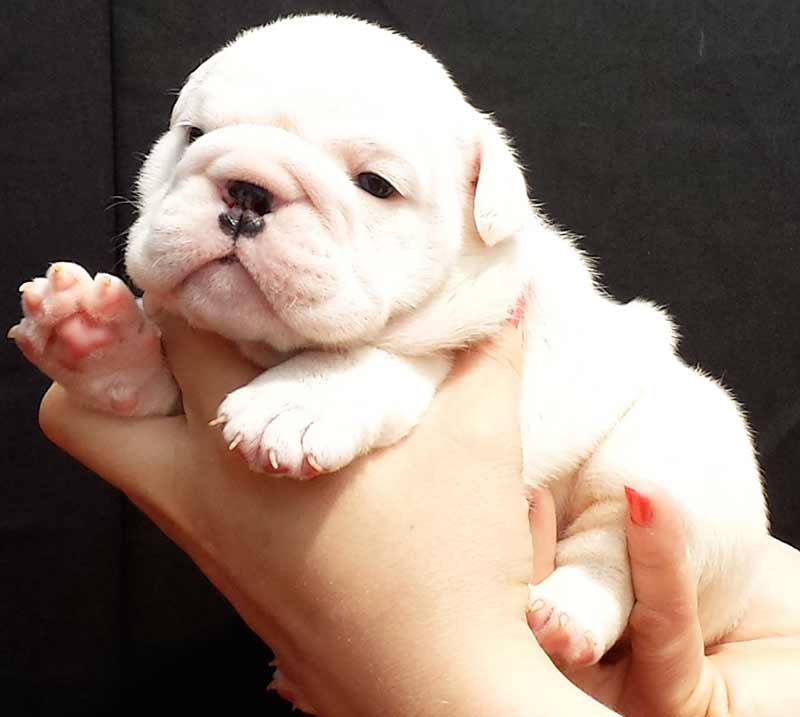 English Bulldog puppies from the best bloodlines in the world - flower