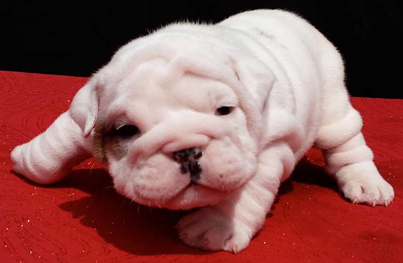 English Bulldog puppies from the best bloodlines in the world - jake