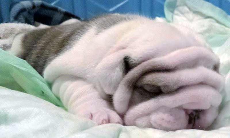 English Bulldog puppies from the best bloodlines in the world - jersey