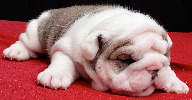 English Bulldog puppies from the best bloodlines in the world - jersey