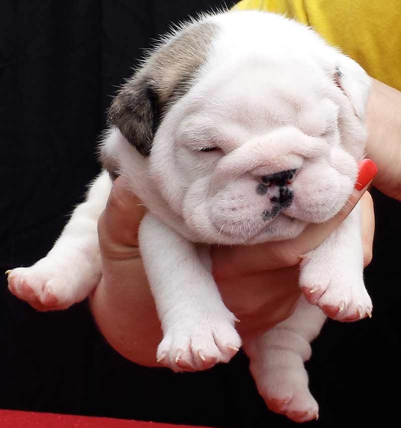 English Bulldog puppies from the best bloodlines in the world - tucker