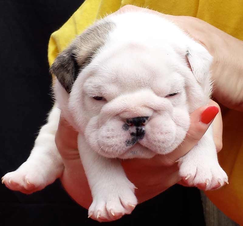 English Bulldog puppies from the best bloodlines in the world - tucker