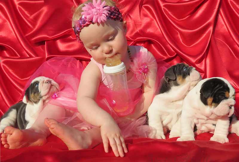 black and blue english bulldog puppies with little tutu girl