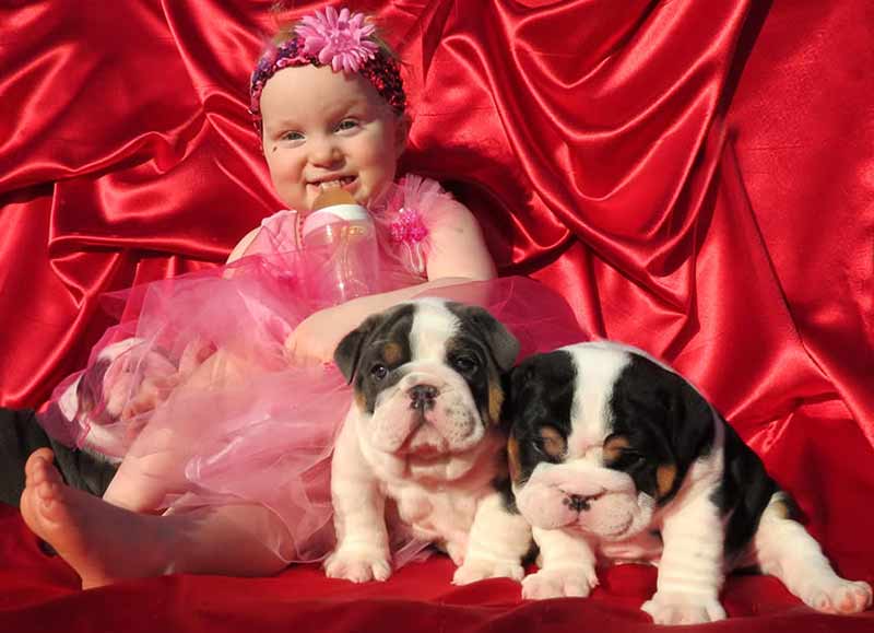 black and blue english bulldog puppies with little girl