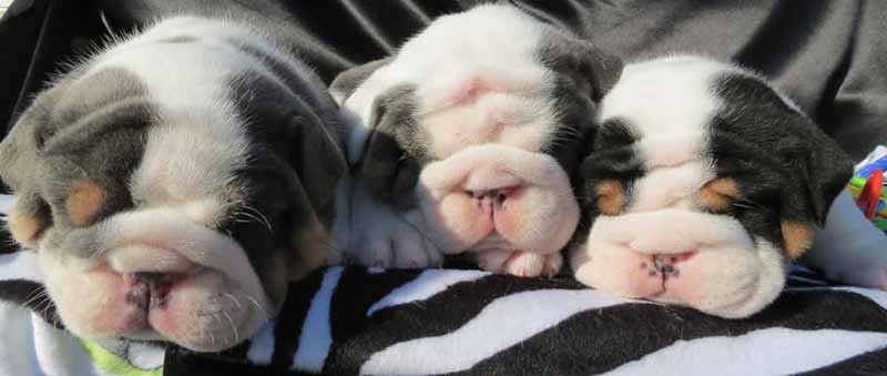 black and blue english bulldog puppies