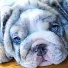 Shrinkabull's Cabo Wabo Blue Merle Bulldog Puppy FOR SALE