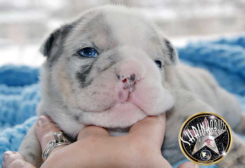 Shrinkabull's Cabo Wabo Blue Merle English Bulldog Puppy