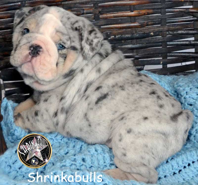 Shrinkabull's Cabo Wabo Blue Merle English Bulldog Puppy