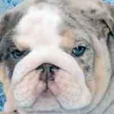 Shrinkabull's Whiskey Blue Merle Bulldog Puppy FOR SALE
