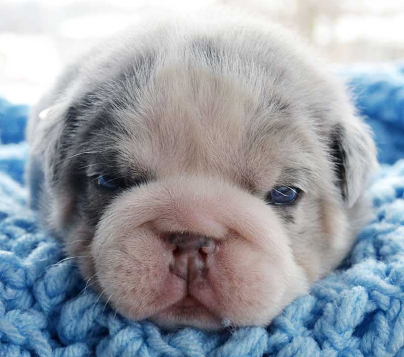 Shrinkabull's Whiskey Blue Merle English Bulldog Puppy