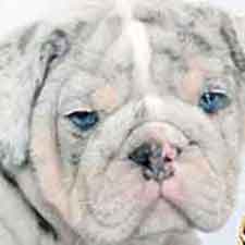 Shrinkabull's Bacardi Silver Blue Merle Bulldog Puppy FOR SALE