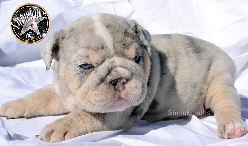 Shrinkabull's Bacardi Silver Blue Merle English Bulldog Puppy