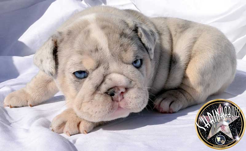 Shrinkabull's Bacardi Silver Blue Merle English Bulldog Puppy