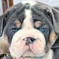 Shrinkabull's Guinness Blue Merle Bulldog Puppy FOR SALE