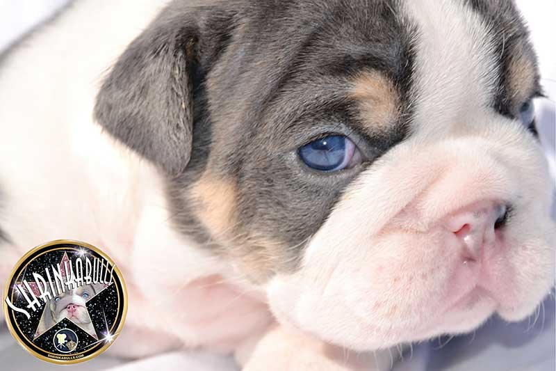 Shrinkabull's Guinness Blue Merle English Bulldog Puppy