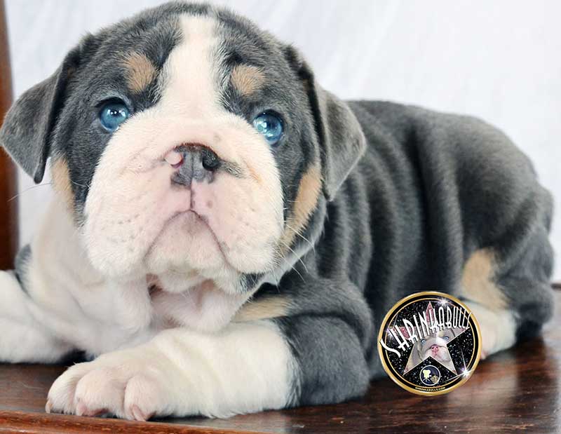 Shrinkabull's Guinness Blue Merle English Bulldog Puppy