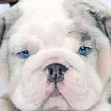 Shrinkabull's Half-Pint Blue Merle Bulldog Puppy FOR SALE