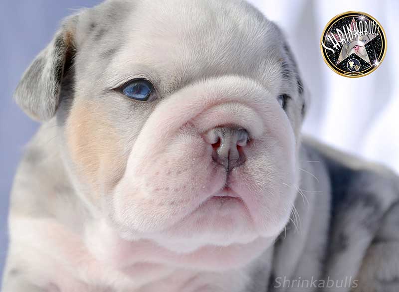 Shrinkabull's Half-Pint Blue Merle English Bulldog Puppy