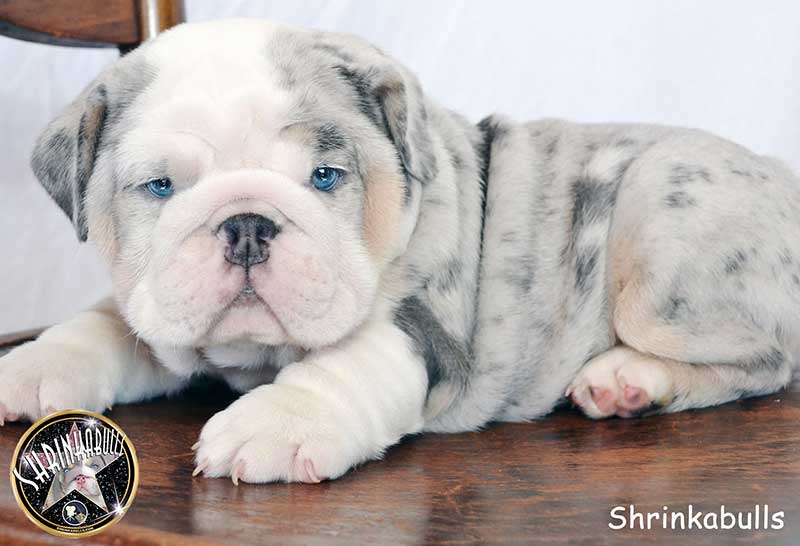 Shrinkabull's Half-Pint Blue Merle English Bulldog Puppy