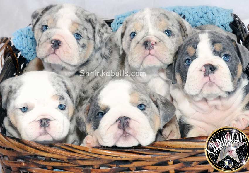 Shrinkabull's Cutest Puppies in the World Rare Merle Bulldogs