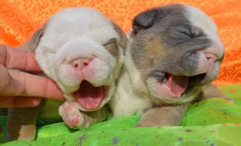 Shrinkabulls Blue Tri Male and Purple Lilac Tri Male English Bulldog Puppies