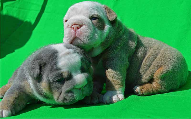 Shrinkabulls Blue Tri Male and Purple Lilac Tri Male English Bulldog Puppies