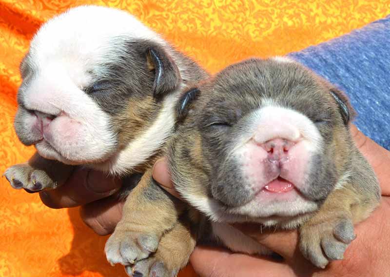 Shrinkabulls Blue Tri Female and Blue Tri Female English Bulldog Puppies