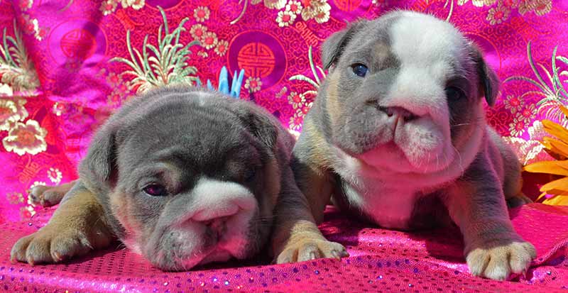 Shrinkabulls Blue Tri Female and Blue Tri Female English Bulldog Puppies