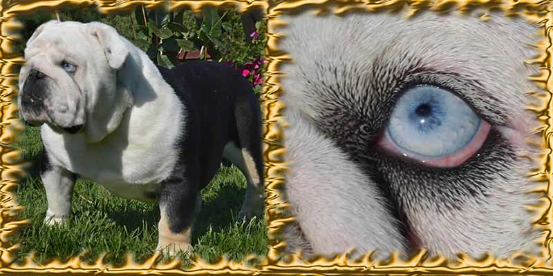 Shrinkabulls Buddy Blue Eye English Bulldog