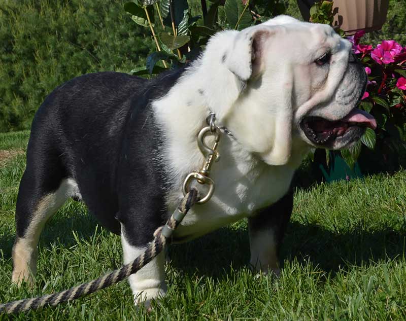 Shrinkabulls Buddy Blue Eye English Bulldog in grass on leash