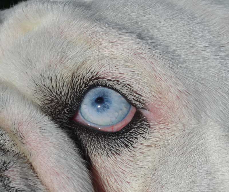 Shrinkabulls Buddy Blue Eye English Bulldog Clear Eyes Closeup