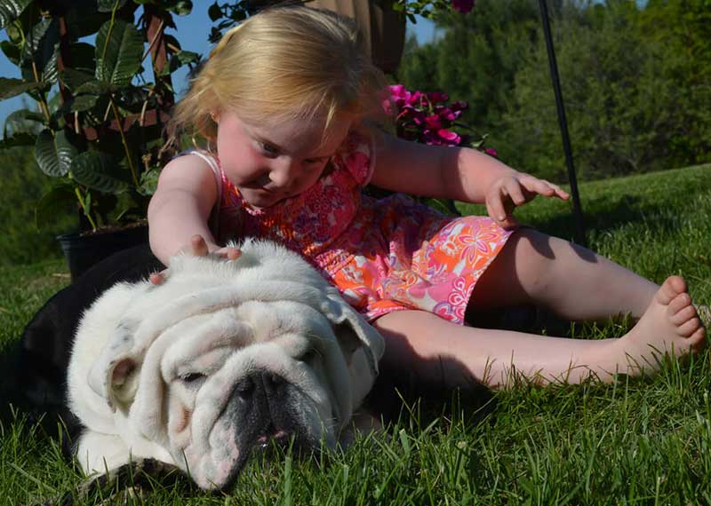 Shrinkabulls Buddy Blue Eye English Bulldog with little girl barefoot
