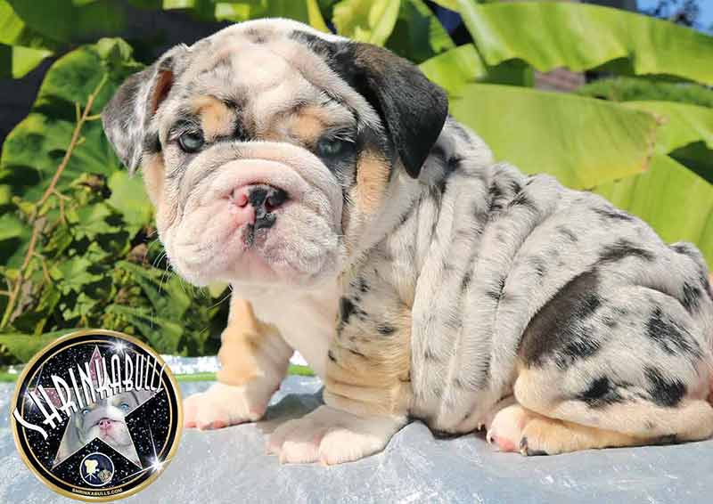 Shrinkabull's Blue Merle Cutest Miniature English Bulldog Puppies