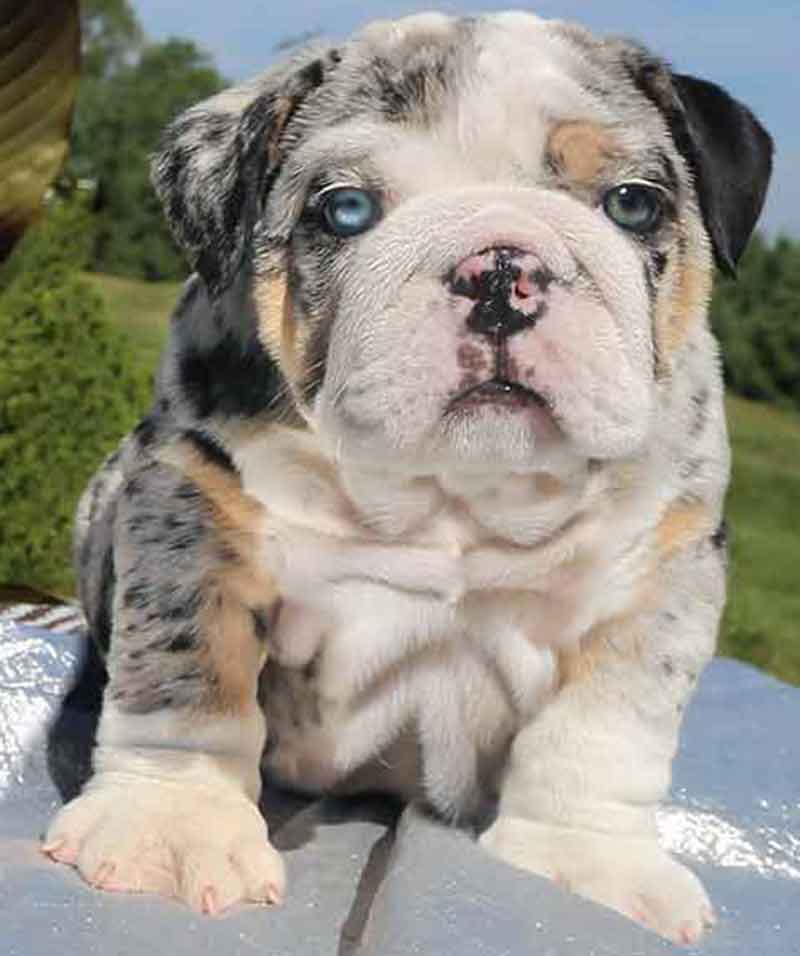 Green and blue eyed English bulldog puppy