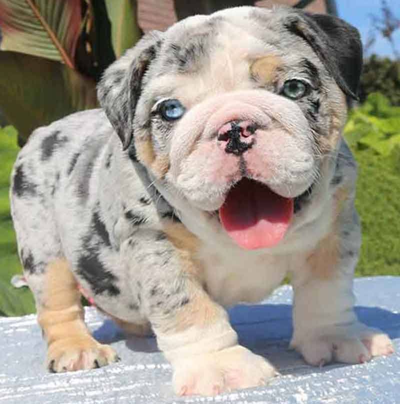 Beautiful blue and green eyed merle English bulldog puppy smiling